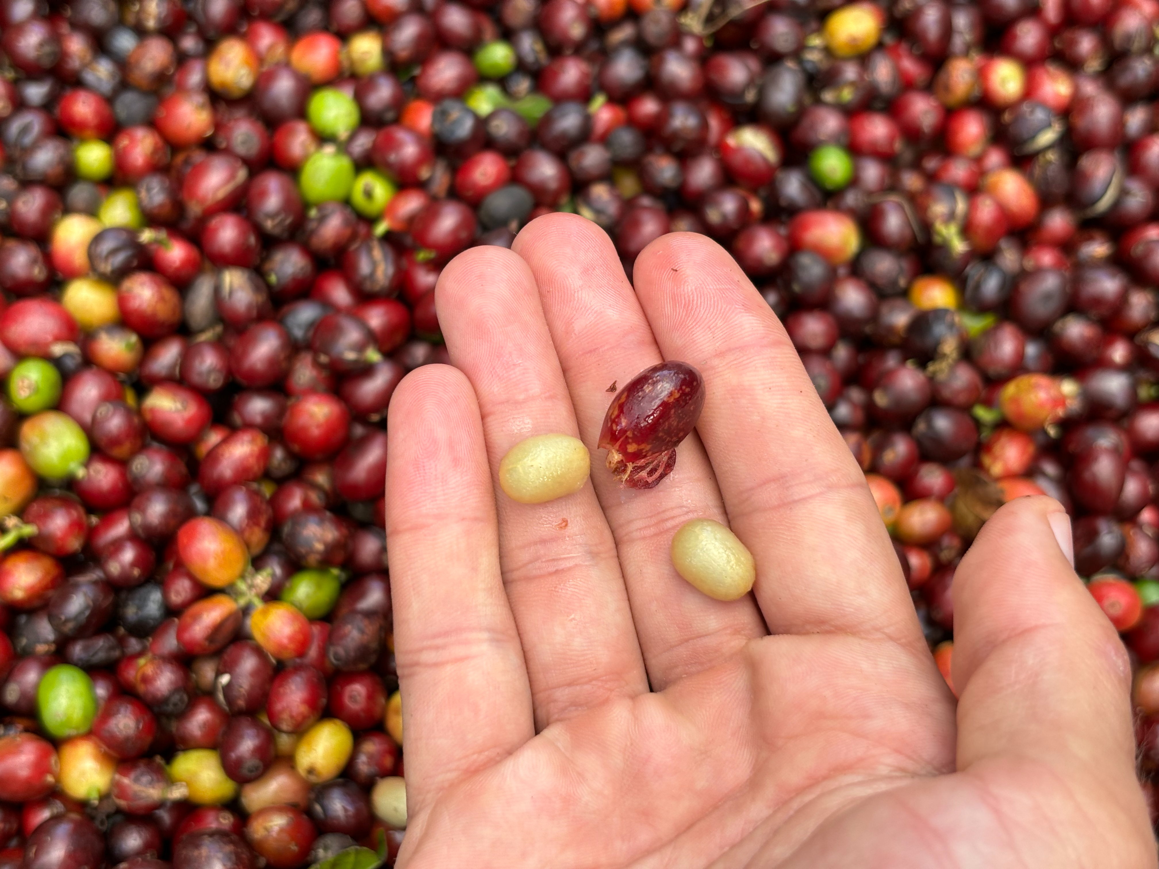 Mano sosteniendo cerezas de caf&eacute; maduras